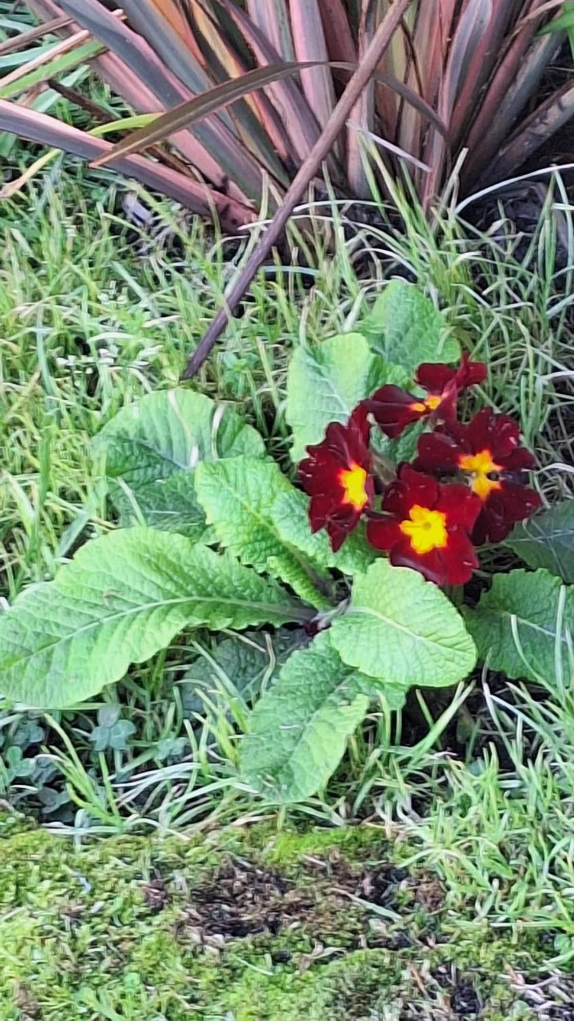 Chacras De Sierra Hotel Sierra de los Padres Eksteriør billede